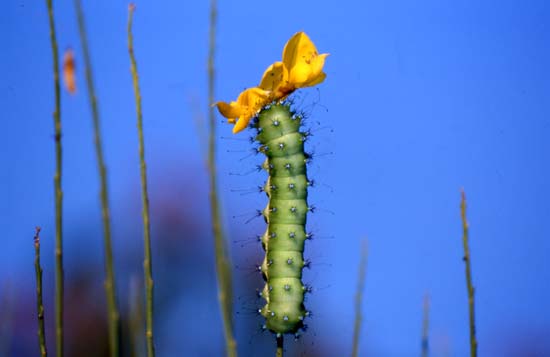 Ultimi petali: Bruco di Saturnia pyri